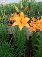 [4096 Kahlua DJ No01.JPG]